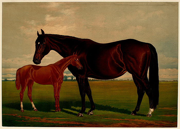 "Nevada" (with foal)