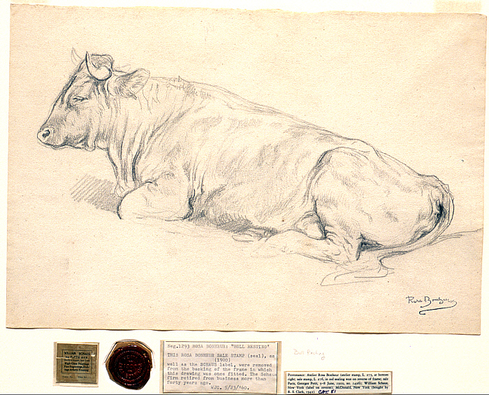 Bull Resting