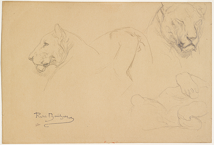 Studies of a Lioness