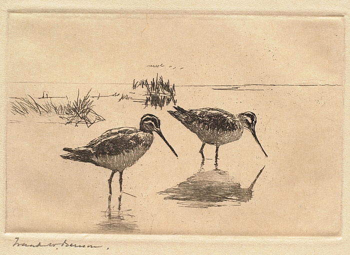 Pair of Snipe