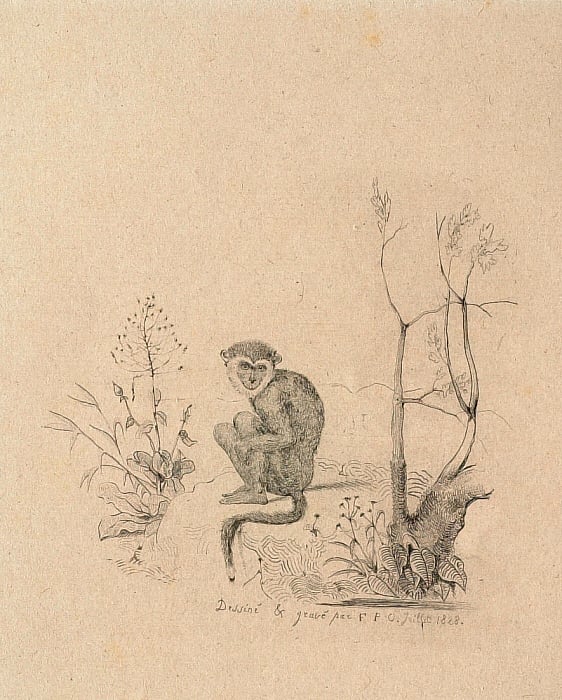Un singe assis