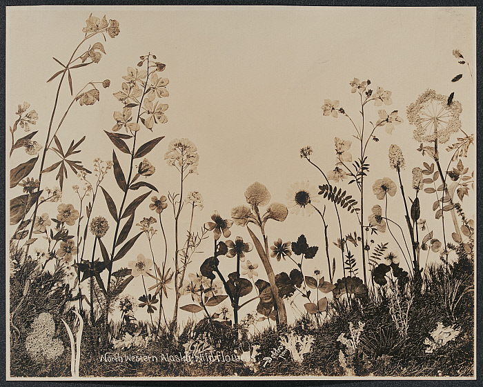 Wildflowers
