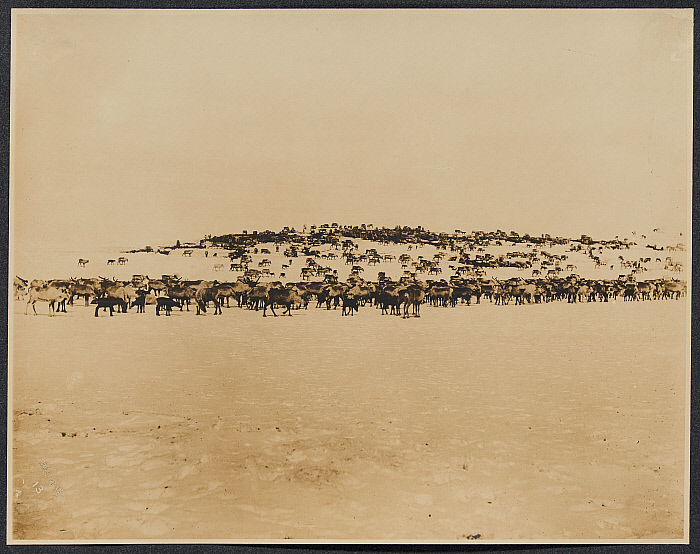 Reindeer Herd