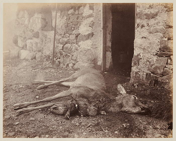 Slain Deer and Pheasant