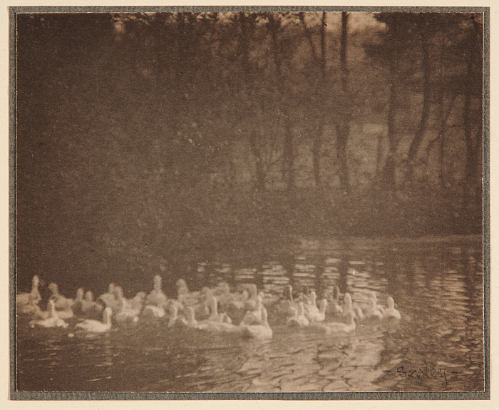 Pond with Geese