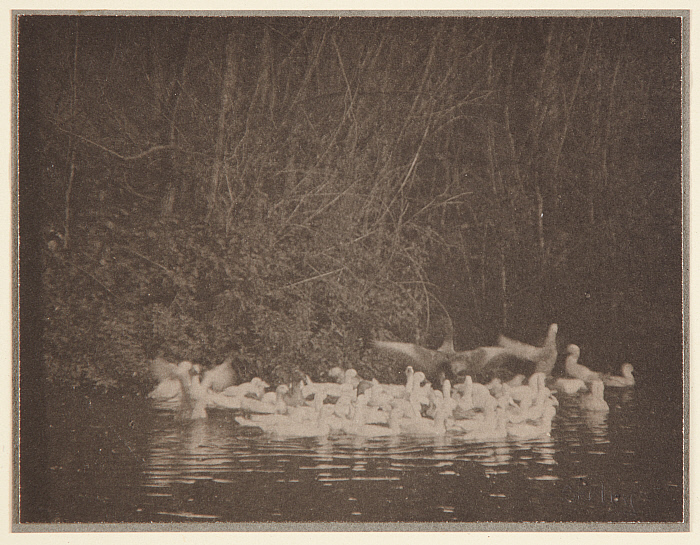 Pond with Geese