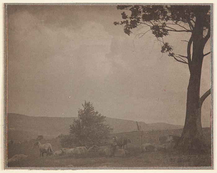 Landscape with Sheep