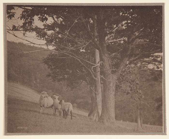 Landscape with Sheep