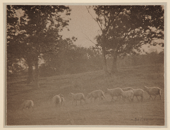 Landscape with Sheep