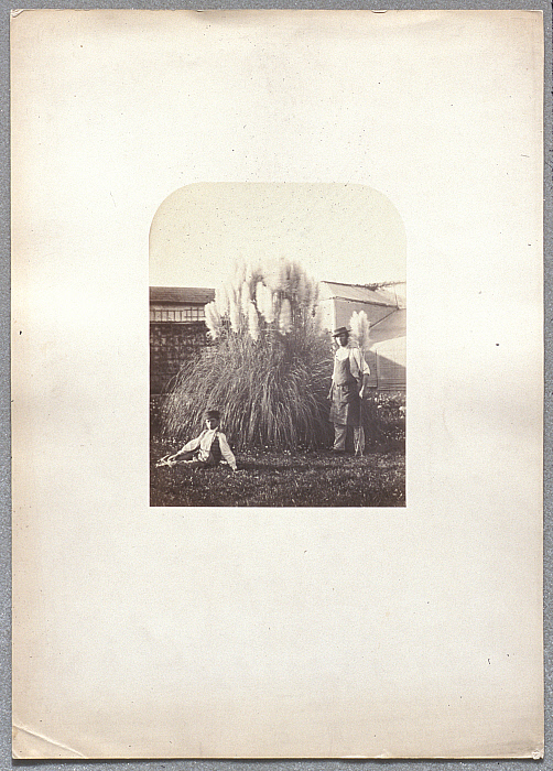Gardeners and Tropical Plant, French West Indies