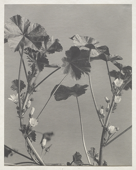 Malva Rotundifolia: Low, Dwarf, or Running Mallow. Cheese