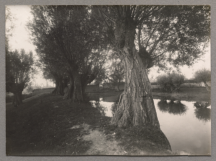 Trees by a Pond