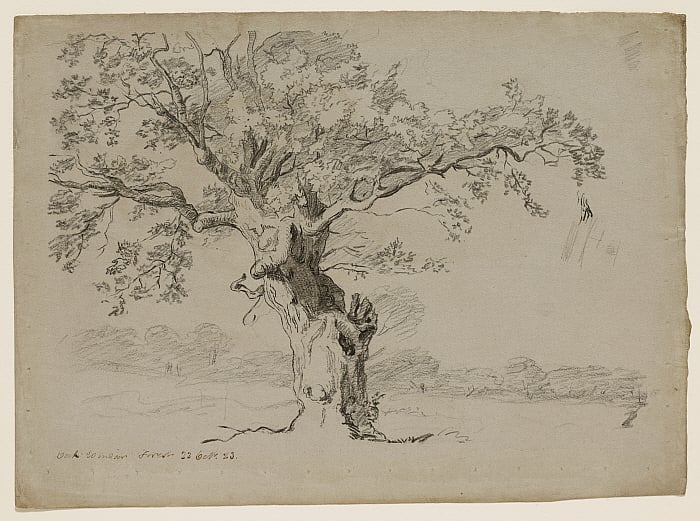 Oak Tree, Windsor Forest