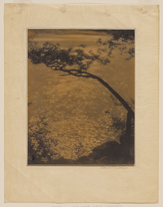 Branches over a Pool