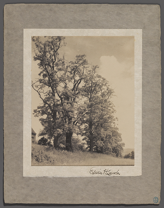 Trees Near a House