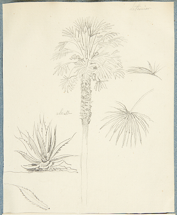 Palm tree and aloe (Palmier et aloès)