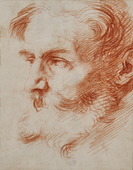Head of a Bearded Man