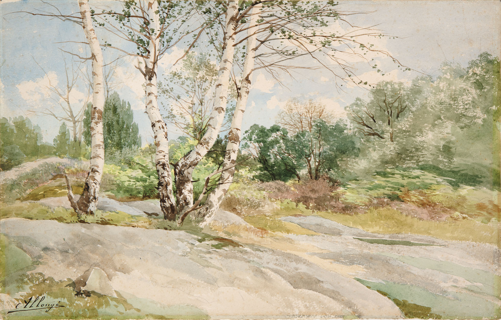 Birch Trees on the Plateau