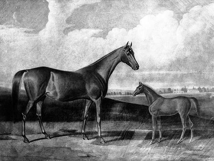 Parachute and Her Foal