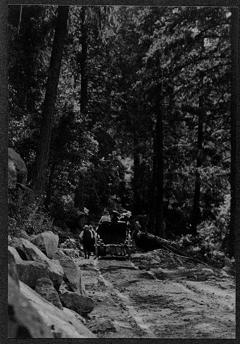 Wagon in Big Trees, California