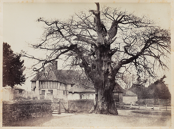 The Church Oak, Church of St. Laurence, Hamkhurst