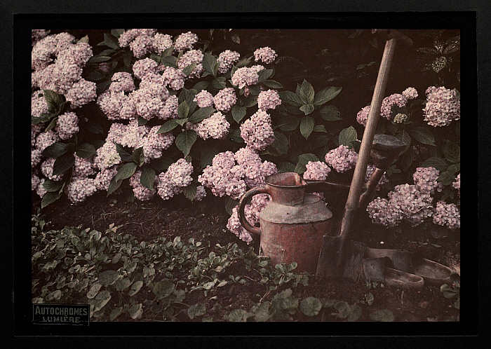 Hydrangeas