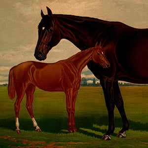 "Nevada" (with foal)