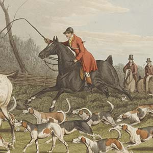Fox Hunting: Going into Cover