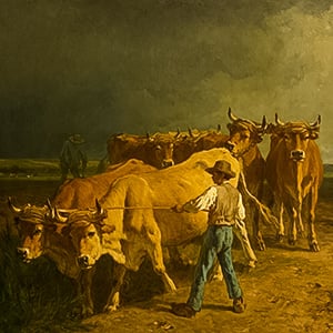 Oxen Plowing