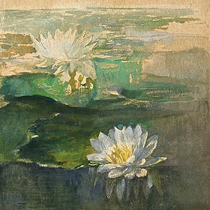 Small Study of Waterlilies