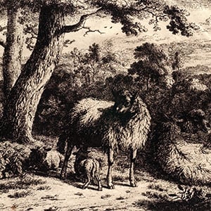 The Standing Sheep with Two Lambkins