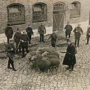German Officers Requisitioning Sheep