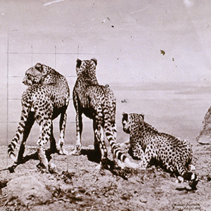 Study of Cheetahs in the Wild