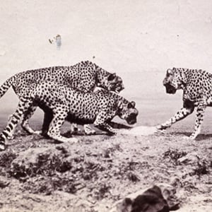 Study of Cheetahs in the Wild