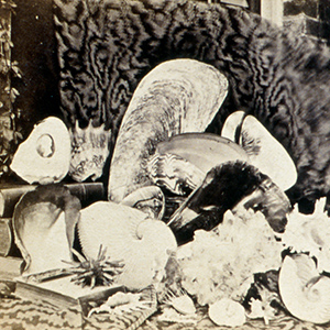 Group of Shells