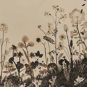 Wildflowers
