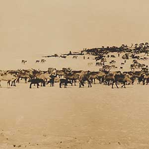 Reindeer Herd