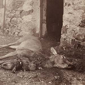 Slain Deer and Pheasant