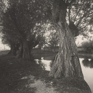 Trees by a Pond