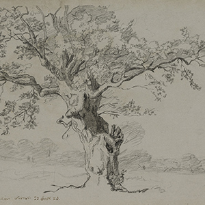 Oak Tree, Windsor Forest