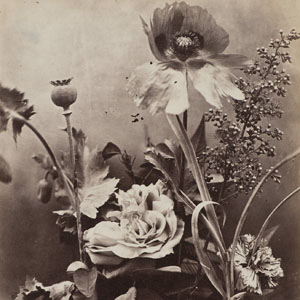 Roses, Poppies, and Carnations