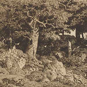 Oak Tree Growing Among Rocks