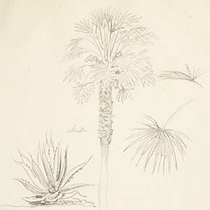 Palm tree and aloe (Palmier et aloès)