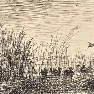Ducks in the Marsh (Le Marais aux Canards)