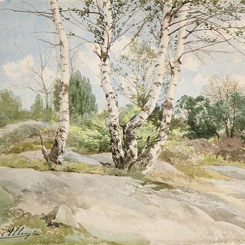 Birch Trees on the Plateau