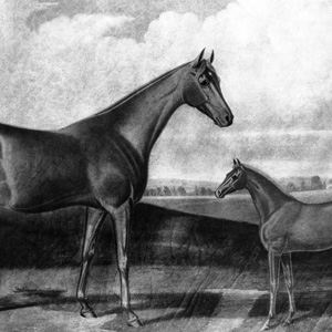 Parachute and Her Foal