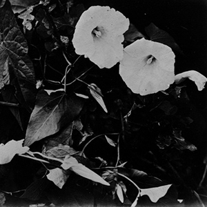 Still Life: Morning Glories