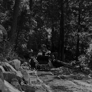 Wagon in Big Trees, California