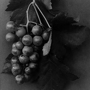 Still Life: Grapes