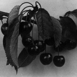 Still Life: Cherries